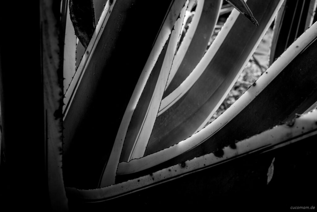 Agave in schwarz-weiß
